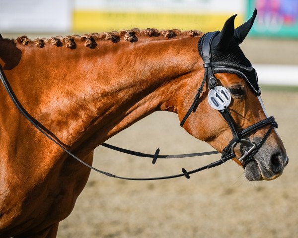dressage horse Witess de Romancier Pd (Oldenburg, 2017, from Fürst Romancier)