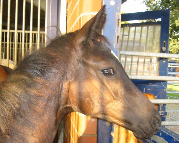 Pferd Basteth (Trakehner, 2009, von Hibiskus)
