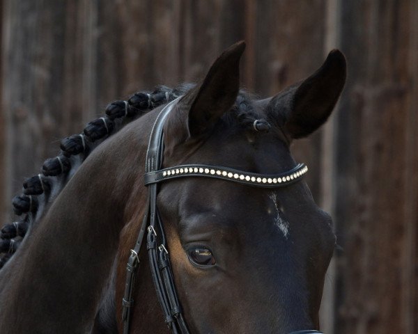 Pferd Rubin Royal's Firlefanz (Westfale, 2017, von Rubin Royal OLD)