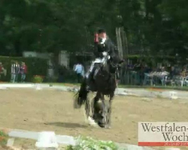 Dressurpferd Sir Peter 6 (Westfale, 2005, von Sir Donnerhall I)