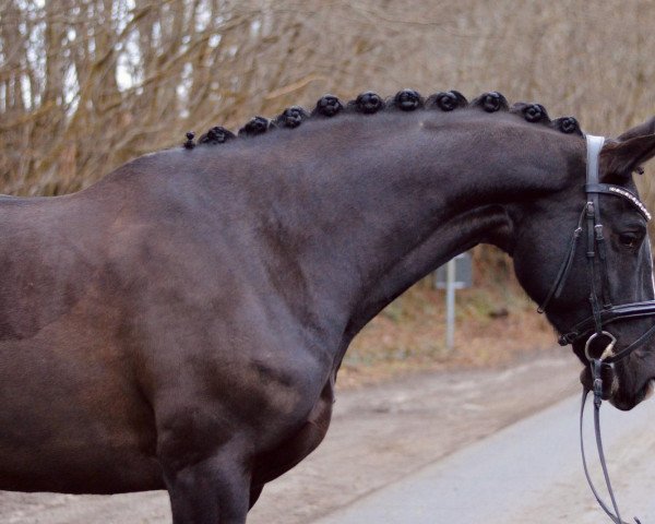 broodmare Halle Berry (Trakehner, 2012, from Sidney Bay)