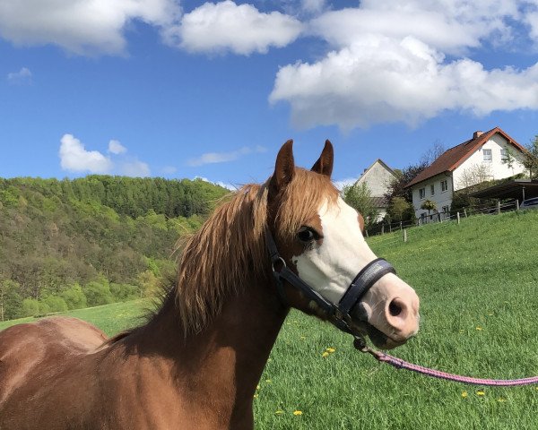 broodmare Ormond Lili Dlos (Welsh-Cob (Sek. C), 2020, from Parvadean Rhydian)