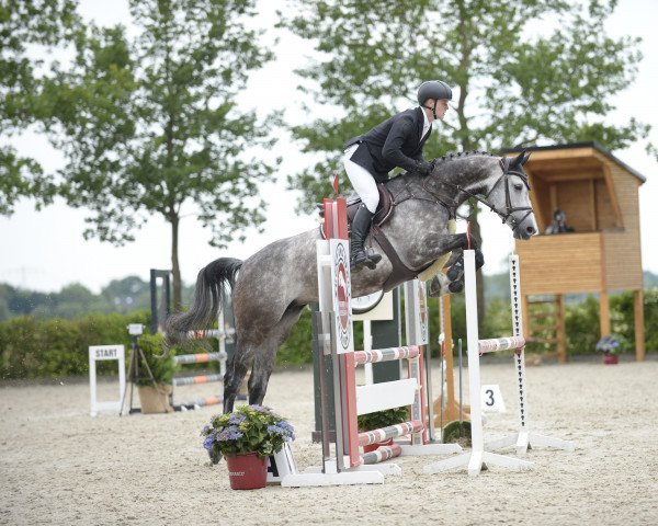 jumper Carita 6 (Oldenburg show jumper, 2016, from Casino Berlin OLD)