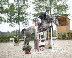 jumper Carita 6 (Oldenburg show jumper, 2016, from Casino Berlin OLD)