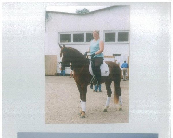 horse Dacapo SK (Rhinelander, 1995, from Sandys Gigolo)