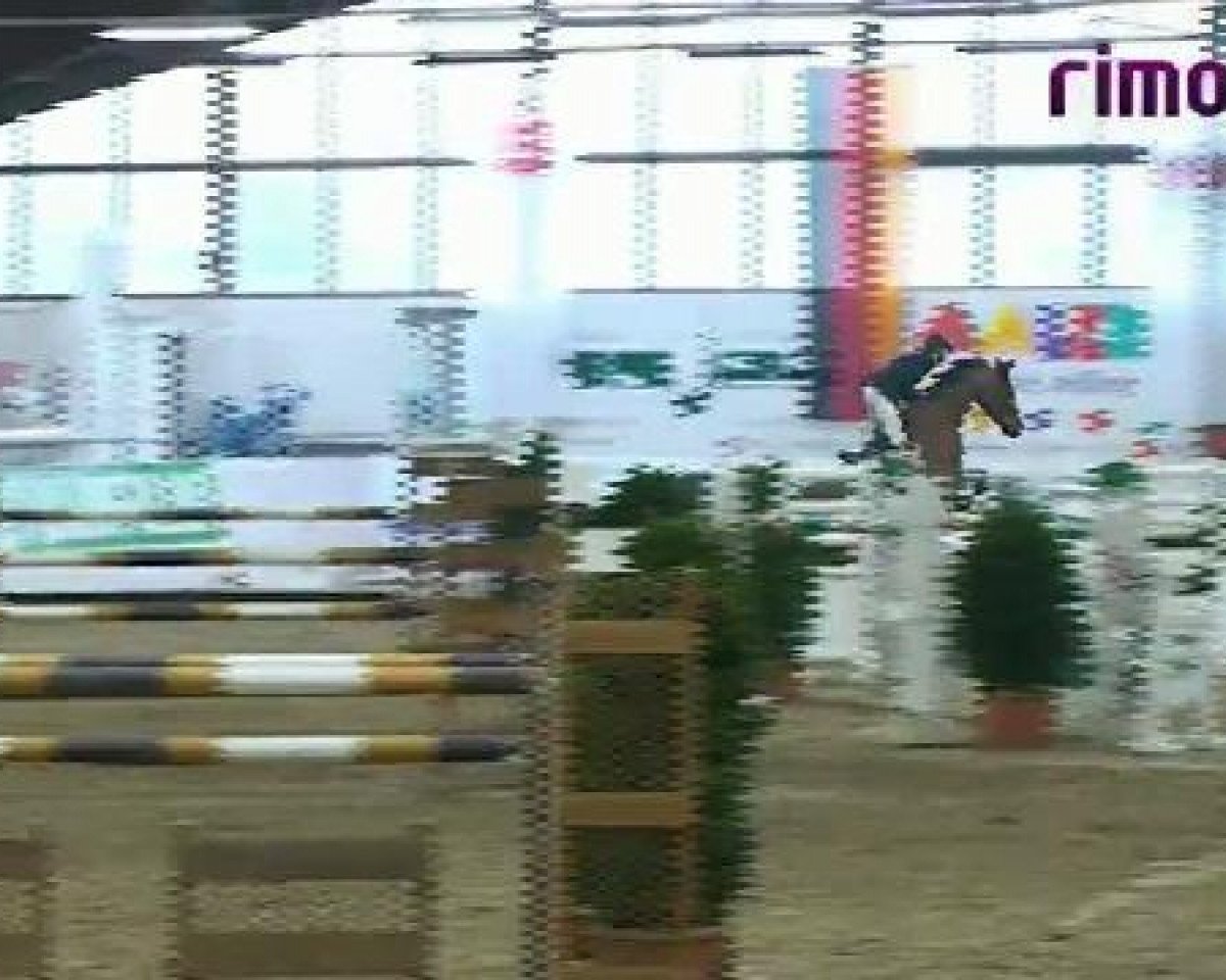 Springpferd Zephyr (KWPN (Niederländisches Warmblut), 2004, von Phin Phin)