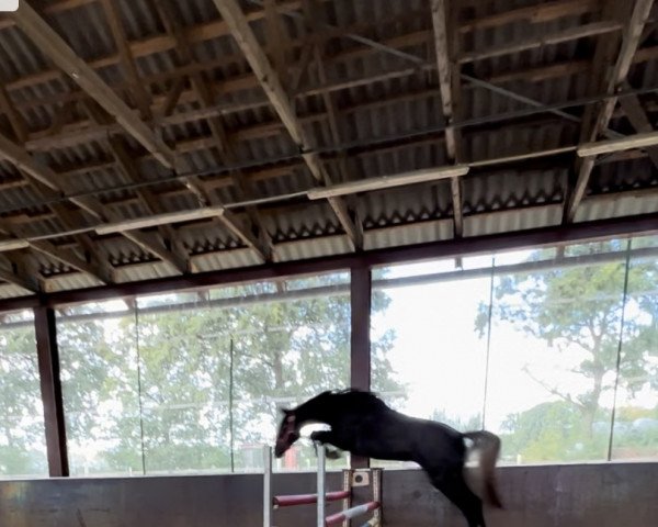 Pferd Cristallo‘s Charisma (Hannoveraner, 2019, von Cristallo I)