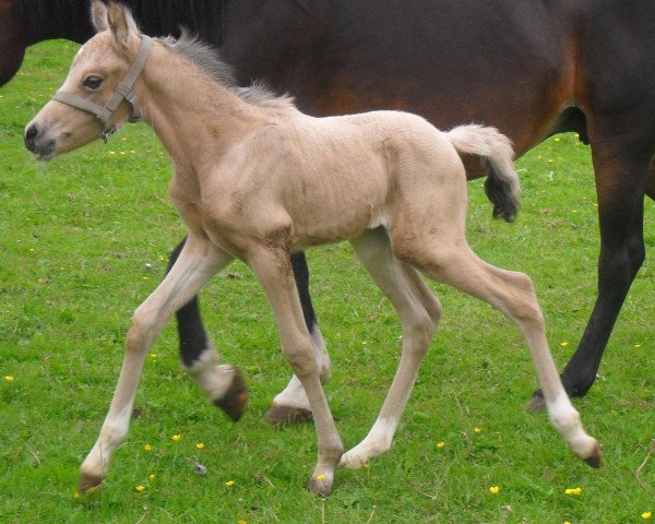 Pferd Curry (Deutsches Reitpony, 2011, von Top Carlos Cassini)