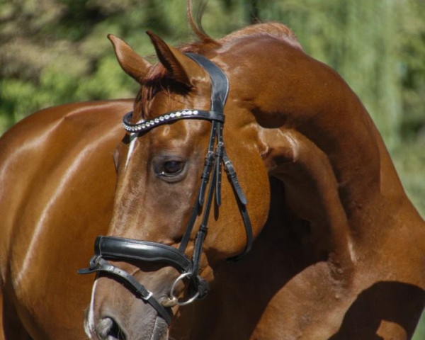 horse Quadro Fino (Hanoverian, 2016, from Quantensprung 3)