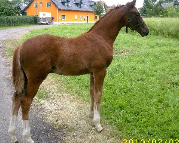 Dressurpferd Quadron D'or G (Deutsches Reitpferd, 2010, von Quaterback) Dressurpferd Quadron D'or G (Deutsches Reitpferd, 2010, von Quaterback)