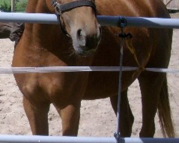 Zuchtstute Rubina d'Oro (Deutsches Sportpferd, 2007, von Rubin's Gold) Zuchtstute Rubina d'Oro (Deutsches Sportpferd, 2007, von Rubin's Gold)