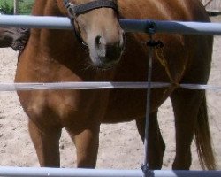 Zuchtstute Rubina d'Oro (Deutsches Sportpferd, 2007, von Rubin's Gold)