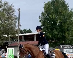 jumper Caleb 6 (Westphalian, 2017, from Cassus 2)