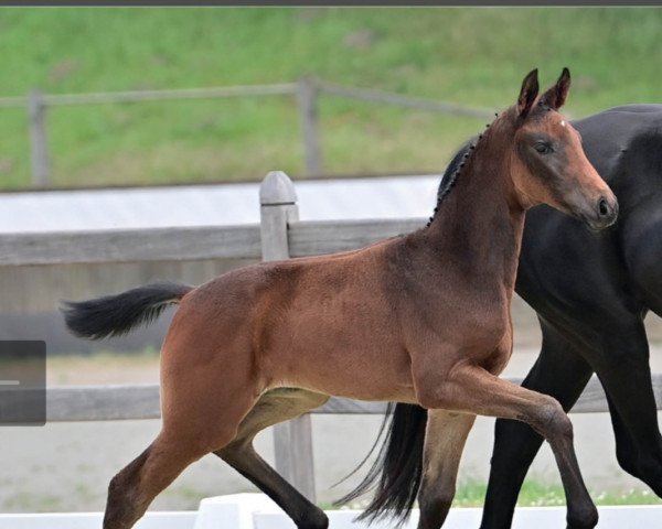 horse Foreign Affair (Oldenburg, 2022, from Follow Him´s Schönweide)
