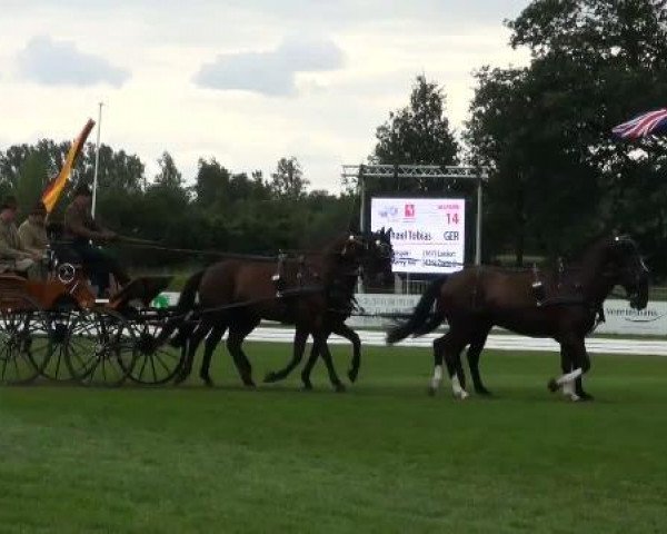 Pferd Lexion (Westfale, 2002, von Landor S)
