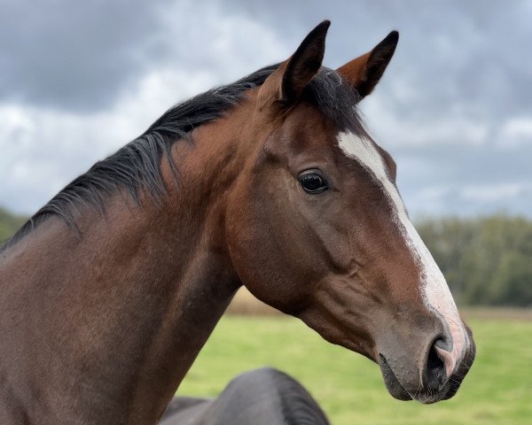 horse Zoé la Fleur (Westphalian, 2020, from Zoom)