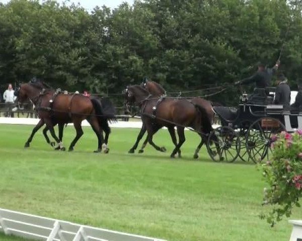 horse Donazetti (Oldenburg, 1998, from Donatelli I)