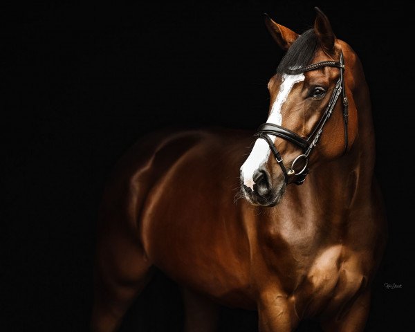 jumper Colman's Diva (Oldenburg show jumper, 2014, from Colman)