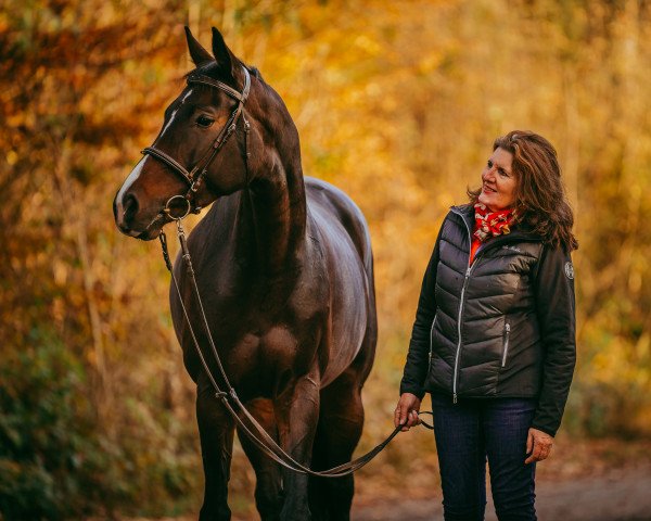 Springpferd Calina 128 (Deutsches Reitpferd, 2015, von Cascadello)