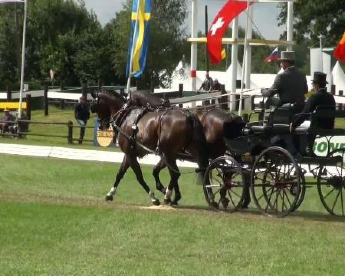 horse Glenn VII CH (Swiss Warmblood, 1998, from Galopin du Pichoux)