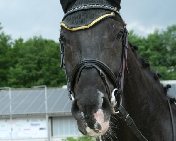 jumper Jolie-Coeur (Oldenburg, 2006, from Glock's Johnson Tn)