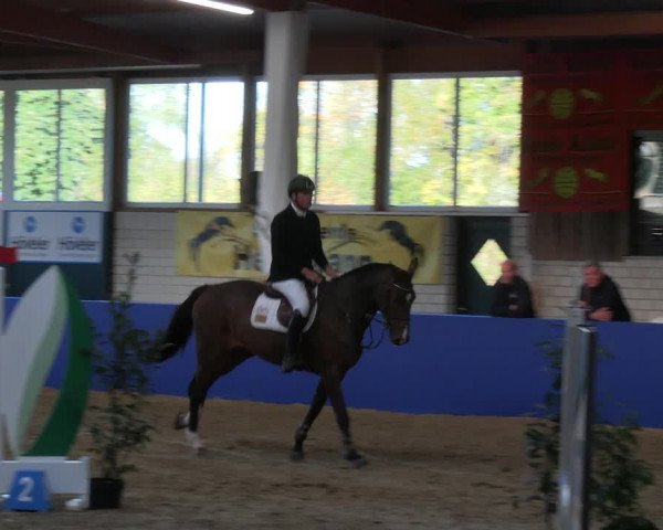 Reitturnier Isterberg Euregio Springturnier 2022