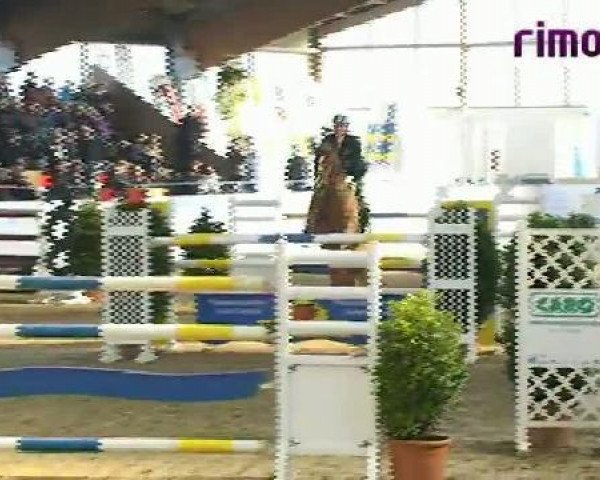 jumper Shannon (KWPN (Royal Dutch Sporthorse), 2001, from Marome NW)