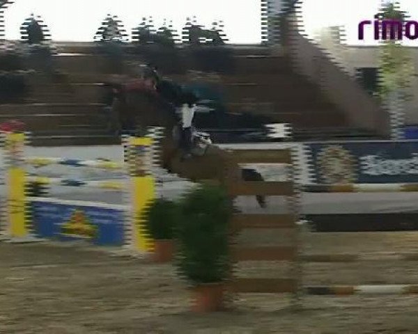 Springpferd Prestige de Lannay (Selle Français, 2003, von Diamant de Semilly)