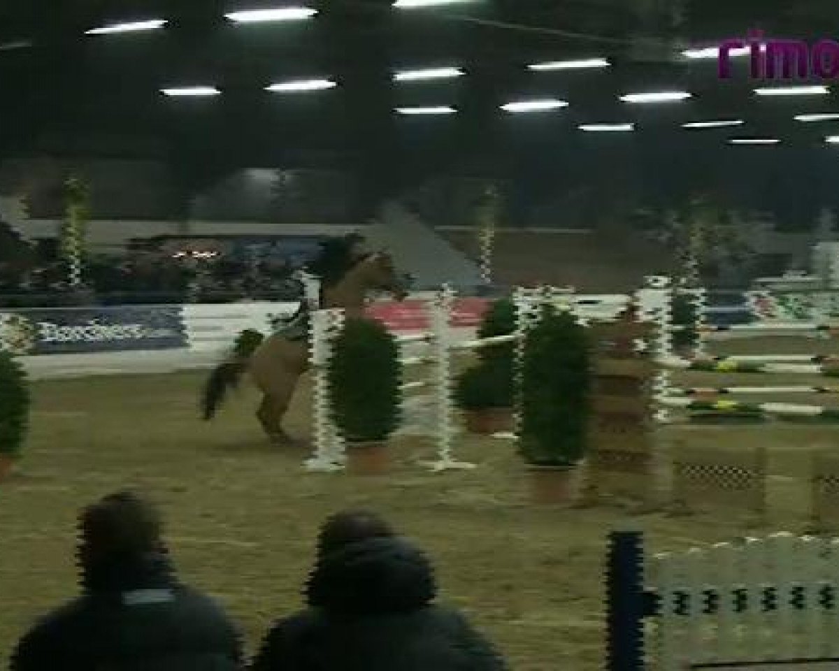 Springpferd Amadeus 856 (Belgisches Warmblut, 2000, von Wellington)