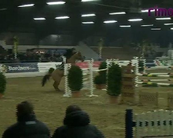 jumper Amadeus 856 (Belgian Warmblood, 2000, from Wellington)