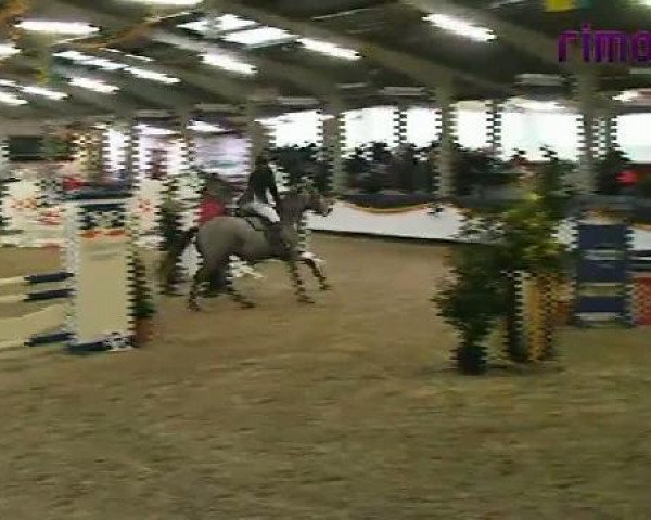 Springpferd Lacoste S (Zweibrücker, 2007, von Quidamo)
