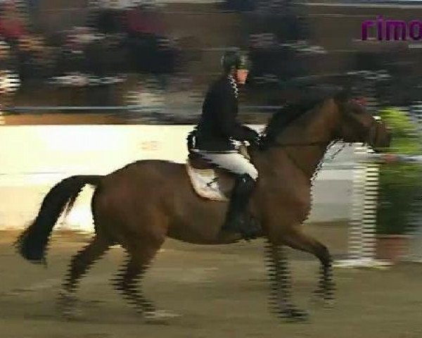 horse Cool Cap (Holsteiner, 2003, from Corrado I)