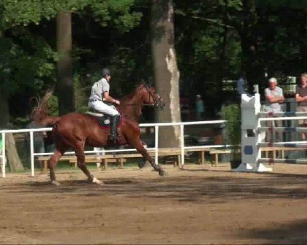 broodmare Mona-Lisa (Saxony-Anhaltiner, 1998, from Montezuma)