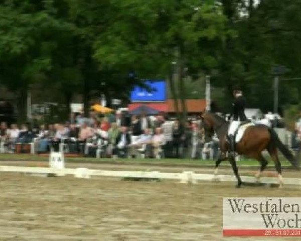horse Feiner Peter (Westphalian, 2008, from For Compliment)