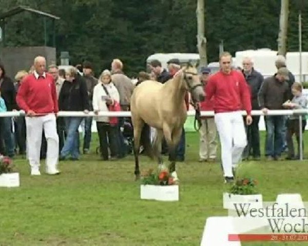 broodmare Mirca (German Riding Pony, 2008, from Miraculix)