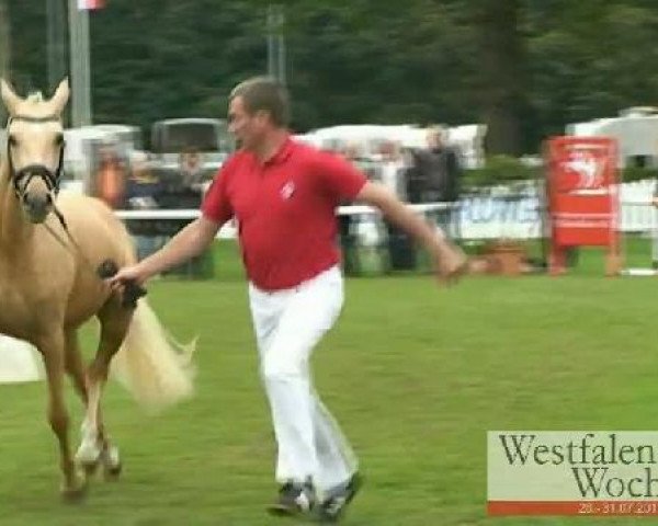 broodmare Steverheides Anthea (German Riding Pony, 2008, from A Gorgeous)