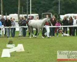 broodmare Donnerlittchen (German Riding Pony, 2008, from Donnerwetter)