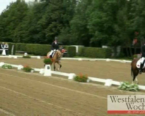 horse Big Blind Date (German Riding Pony, 2008, from Bavarottie)