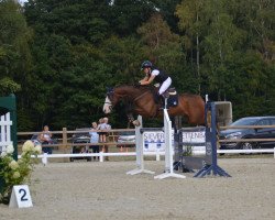 jumper Seestern Dree Boeken (Hanoverian, 2013, from Stakkato Gold)