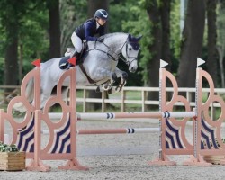 jumper Laszlo 87 (Hanoverian, 2012, from Levisonn 208 FIN)
