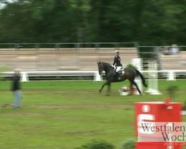jumper Donna Larina 6 (Oldenburg, 2004, from Depardieu 11)