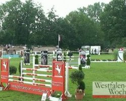 jumper Gabbiano 11 (Oldenburg show jumper, 2005, from Grandino 25)