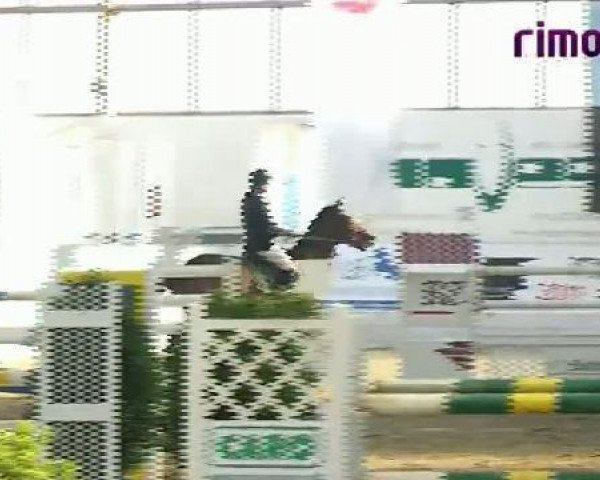 broodmare Lady Luidam (KWPN (Royal Dutch Sporthorse), 1999, from Luidam)