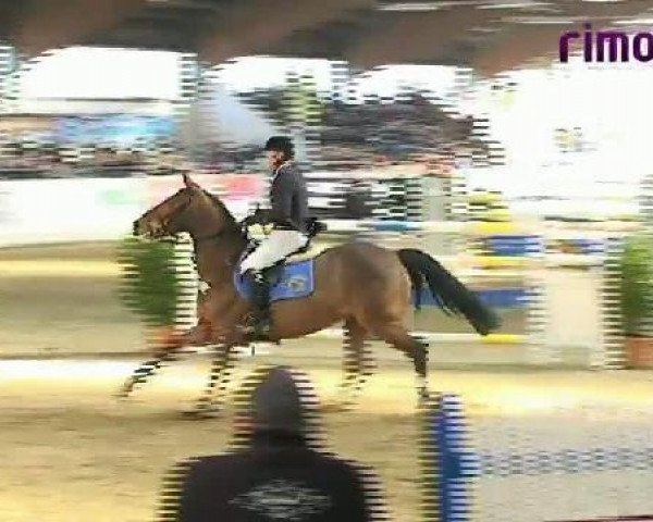 jumper T.n.k. (KWPN (Royal Dutch Sporthorse), 2000, from Kigali)