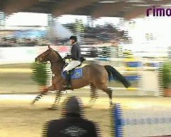 jumper T.n.k. (KWPN (Royal Dutch Sporthorse), 2000, from Kigali)