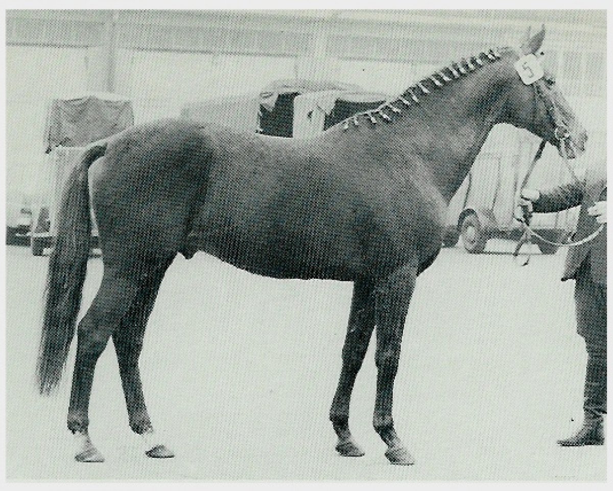 stallion Papayer xx 1565 (Thoroughbred, 1954, from Persian Gulf xx)