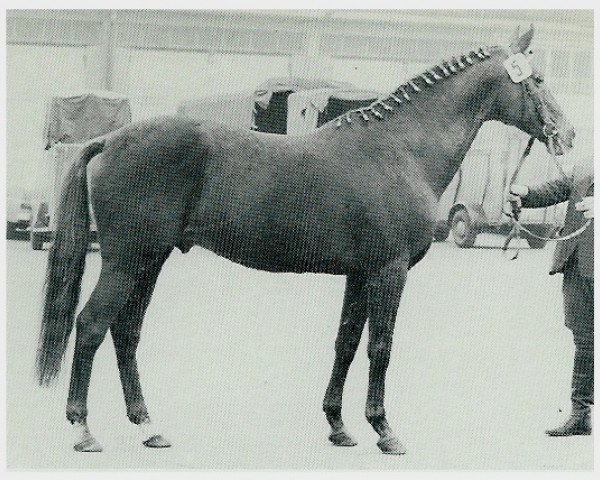 stallion Papayer xx 1565 (Thoroughbred, 1954, from Persian Gulf xx)