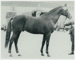 stallion Papayer xx 1565 (Thoroughbred, 1954, from Persian Gulf xx)