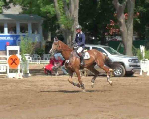 Pferd Gesko 3 (Sachsen-Anhaltiner, 2005, von Epsom Gesmeray)