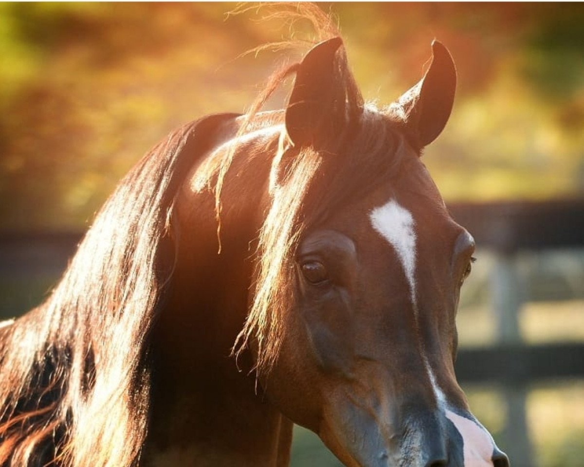 stallion Kanz Al Bidayer ox (Arabian purebred, 2009, from Ajman Moniscione ox)